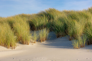 White sand beach at north sea coast, European marram grass (beach grass) on the dune, Ammophila arenaria is a species of grass in the family Poaceae, Dutch Wadden Sea island, Terschelling, Netherlands