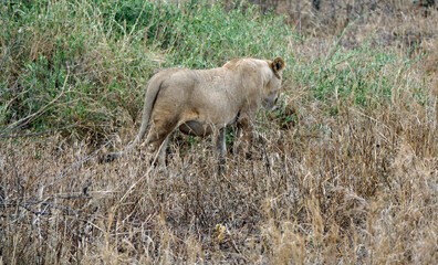 male and female lion lying in the savanna gras