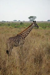 giraffe in the serengeti park