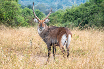 A closeup photo of Common waterbuck with impressive horns gazing at the camera