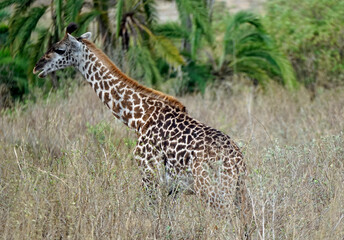 giraffe in the serengeti park