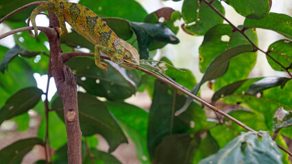 colorful chameleon on zanzibar island