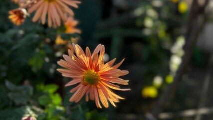 Delicate orange flower blooming amidst lush greenery in a sunlit garden during early afternoon