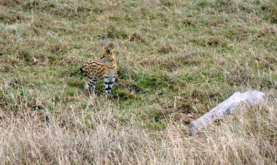 African Serval in the Serengeti
