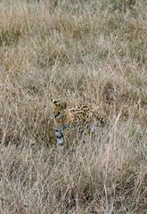 African Serval in the Serengeti