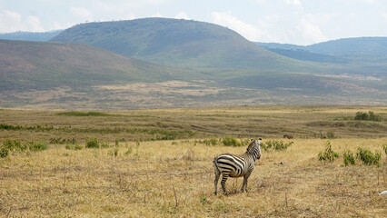 Naklejka premium zebra in the serengeti park