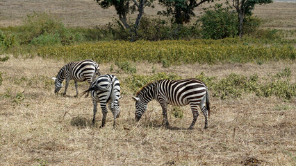 zebra in the serengeti park