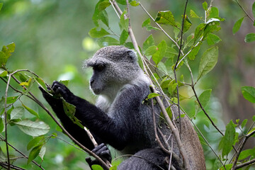 vervet monkey on zanzibar island