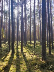 forest in autumn
