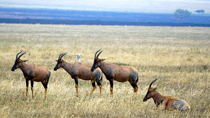 Topi antelopes in the Serengeti landscape