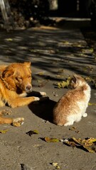 A playful dog and a curious cat enjoy a sunny autumn day surrounded by fallen leaves