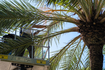 a worker cut palm trees