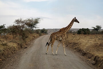 giraffe in the serengeti park