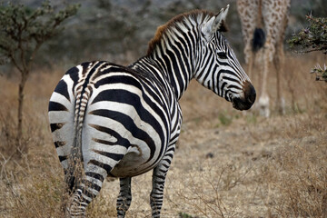 zebra in the serengeti park