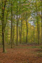 A clearing in the forest with vibrant autumn colors in the forest of Buggenhout