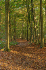 A low autumn sun shining over a forest path in vibrant autumn colors in the forest of Buggenhout