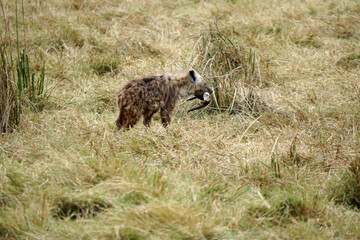 hyena in the serengeti park