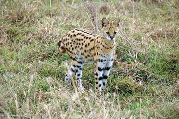 African Serval in the Serengeti