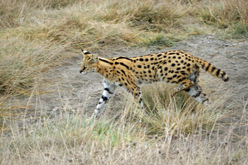 African Serval in the Serengeti
