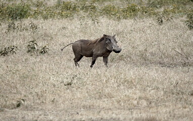 warthog in the serengeti savanna