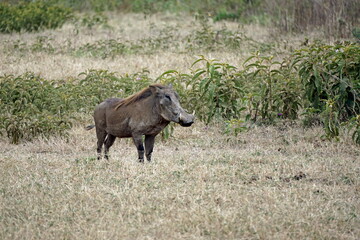 warthog in the serengeti savanna