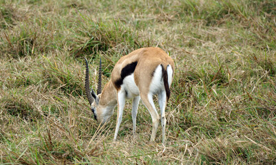 thomsons gazelle in the serengeti