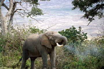 Fototapeta premium wild living elephant in the serengeti