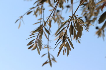 olive trees at sunset
