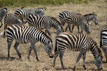zebra in the serengeti park