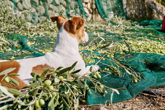 Adorable curious helper jack russell terrier dog during olives harvesting works in countryside in mediterranean orchard.