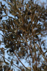 olive trees at sunset