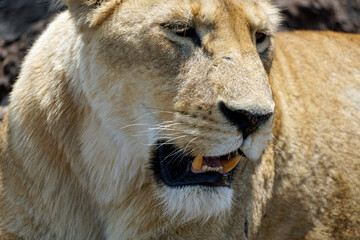 male and female lion lying in the savanna gras