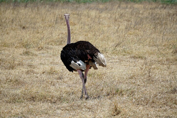 ostrich in the serengeti park
