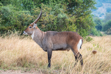 A closeup photo of Common waterbuck with impressive horns gazing at the camera