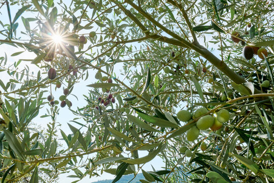 Picking olives from the olive tree in the garden. Harvesting in mediterranean olive grove in Sicily, Italy. Gardener in ecobio garden.