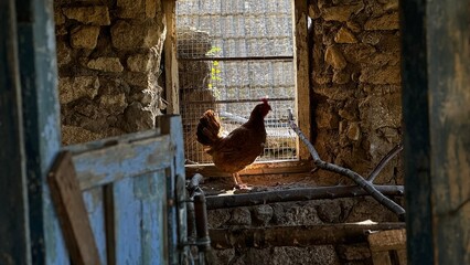 A hen stands in a rustic farm setting with sunlight streaming through a window in the countryside © Anastasia Knyazeva