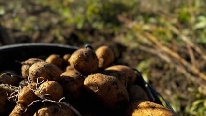 Freshly harvested potatoes in a basket from a sunny farm field during autumn