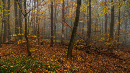 foggy woodlands - Nebelwald
