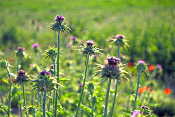 Bukiet ostów na łące, w popołudniowym słońcu pięknej prowansji © a