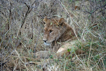 male and female lion lying in the savanna gras
