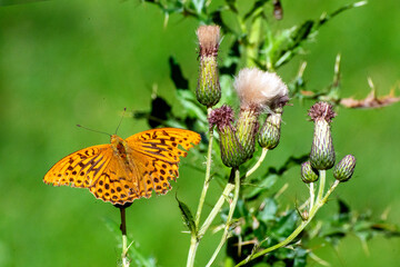 Photograph taken with a 300mm macro lens depicting the pollination of a purple thistle by a butterfly on a green background