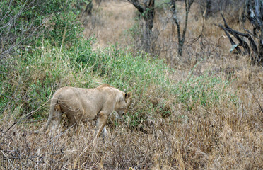 male and female lion lying in the savanna gras