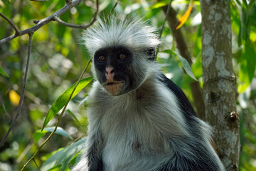 zanzibar colobus monkey (Piliocolobus kirkii)