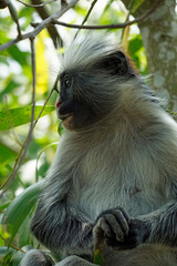 zanzibar colobus monkey (Piliocolobus kirkii)