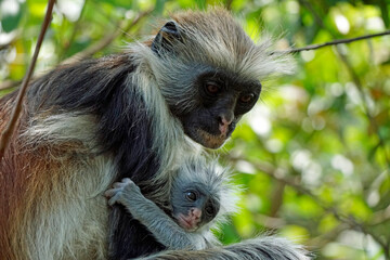zanzibar colobus monkey (Piliocolobus kirkii)