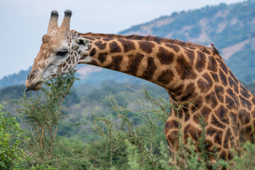 A tall giraffe is standing among the trees, gazing, Akagera National Park Rwanda © Leo Viktorov