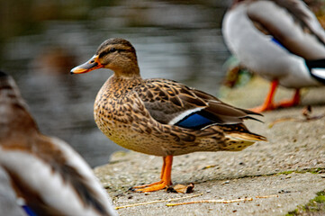 Ente steht am Weg am Wasser