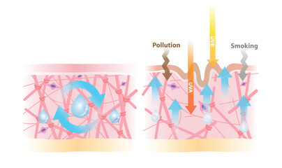 The mechanism of intact collagen absorb water and moisture vector illustration isolated on white background. When older age that collagen and elastin decrease, skin wrinkled, lacks water and moisture.