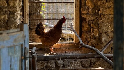 A brown hen standing near a window in a rustic farm building during the afternoon light © Anastasia Knyazeva