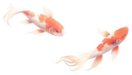 PNG Soft orange and soft red koi fishes goldfish animal underwater.
